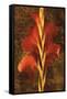 Gladiola-John Seba-Framed Stretched Canvas