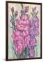 Gladiolas Blooming I-Tim OToole-Framed Art Print