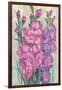 Gladiolas Blooming I-Tim OToole-Framed Art Print