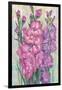 Gladiolas Blooming I-Tim OToole-Framed Art Print