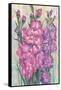 Gladiolas Blooming I-Tim OToole-Framed Stretched Canvas