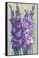 Gladiolas Blooming II-Tim OToole-Framed Stretched Canvas