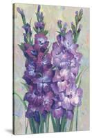 Gladiolas Blooming II-Tim OToole-Stretched Canvas