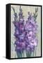 Gladiolas Blooming II-Tim OToole-Framed Stretched Canvas