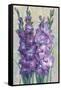 Gladiolas Blooming II-Tim OToole-Framed Stretched Canvas