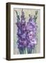 Gladiolas Blooming II-Tim OToole-Framed Art Print