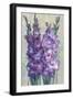 Gladiolas Blooming II-Tim OToole-Framed Art Print