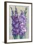 Gladiolas Blooming II-Tim OToole-Framed Art Print