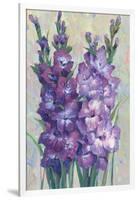 Gladiolas Blooming II-Tim OToole-Framed Art Print