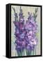 Gladiolas Blooming II-Tim OToole-Framed Stretched Canvas