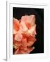 Gladiolas-Ruth Palmer 3-Framed Art Print