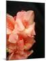 Gladiolas-Ruth Palmer 3-Mounted Art Print