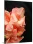 Gladiolas-Ruth Palmer 3-Mounted Art Print