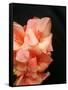 Gladiolas-Ruth Palmer 3-Framed Stretched Canvas