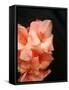 Gladiolas-Ruth Palmer 3-Framed Stretched Canvas