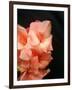 Gladiolas-Ruth Palmer 3-Framed Art Print