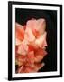 Gladiolas-Ruth Palmer 3-Framed Art Print