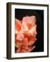 Gladiolas-Ruth Palmer 3-Framed Art Print