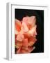 Gladiolas-Ruth Palmer 3-Framed Art Print