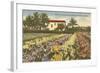 Gladioli Field, Ft. Myers, Florida-null-Framed Art Print