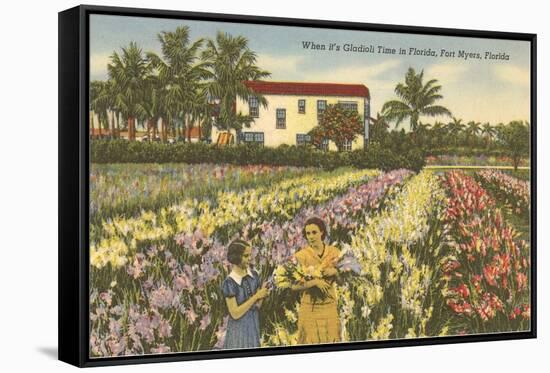 Gladioli Field, Ft. Myers, Florida-null-Framed Stretched Canvas