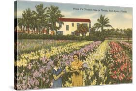 Gladioli Field, Ft. Myers, Florida-null-Stretched Canvas