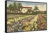Gladioli Field, Ft. Myers, Florida-null-Framed Stretched Canvas