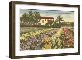 Gladioli Field, Ft. Myers, Florida-null-Framed Art Print