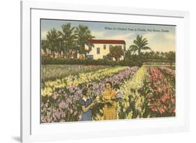 Gladioli Field, Ft. Myers, Florida-null-Framed Art Print