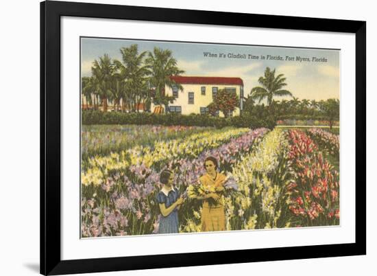 Gladioli Field, Ft. Myers, Florida-null-Framed Art Print