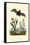 Gladiolus, 1833-39-null-Framed Stretched Canvas