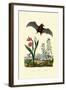 Gladiolus, 1833-39-null-Framed Giclee Print