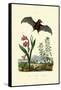 Gladiolus, 1833-39-null-Framed Stretched Canvas