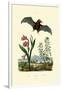 Gladiolus, 1833-39-null-Framed Giclee Print