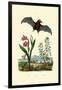 Gladiolus, 1833-39-null-Framed Giclee Print