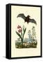 Gladiolus, 1833-39-null-Framed Stretched Canvas