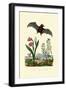 Gladiolus, 1833-39-null-Framed Giclee Print