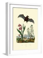 Gladiolus, 1833-39-null-Framed Giclee Print