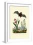 Gladiolus, 1833-39-null-Framed Giclee Print