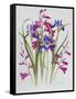 Gladiolus and Iris Sibirica-Sally Crosthwaite-Framed Stretched Canvas