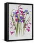 Gladiolus and Iris Sibirica-Sally Crosthwaite-Framed Stretched Canvas