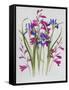 Gladiolus and Iris Sibirica-Sally Crosthwaite-Framed Stretched Canvas