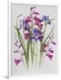 Gladiolus and Iris Sibirica-Sally Crosthwaite-Framed Giclee Print