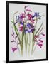 Gladiolus and Iris Sibirica-Sally Crosthwaite-Framed Giclee Print