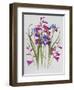 Gladiolus and Iris Sibirica-Sally Crosthwaite-Framed Giclee Print