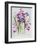 Gladiolus and Iris Sibirica-Sally Crosthwaite-Framed Giclee Print