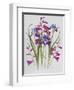 Gladiolus and Iris Sibirica-Sally Crosthwaite-Framed Giclee Print