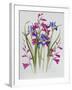 Gladiolus and Iris Sibirica-Sally Crosthwaite-Framed Giclee Print