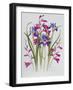 Gladiolus and Iris Sibirica-Sally Crosthwaite-Framed Giclee Print