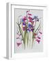 Gladiolus and Iris Sibirica-Sally Crosthwaite-Framed Giclee Print